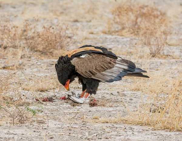 Águila Bateleur Alimentándose Pájaro Que Capturado Sabana Namibia — Foto de Stock