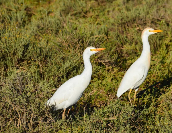 Cattle Egret Birds Standing Ground — Stock Photo, Image