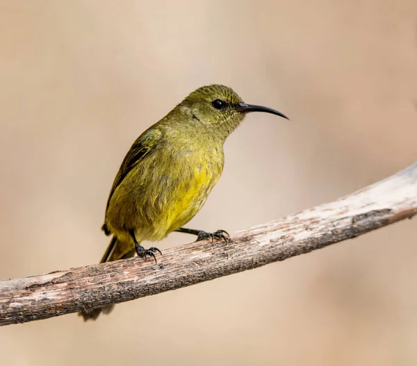 Güney Afrika'da ölü ağacına tünemiş kadın Sunbird
