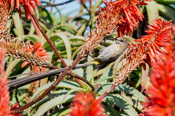 Male Cape Sugarbird Red Winter Aloe Bush — Stock Photo, Image