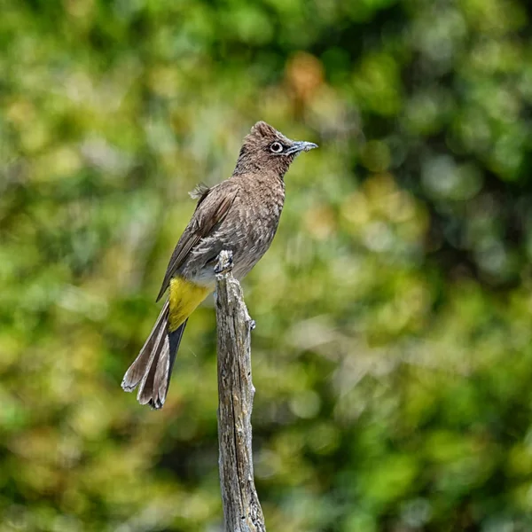 Ein Cape Bulbul Vogel Thront Auf Einem Zweig Südafrika — Stockfoto