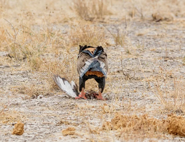 Uma Águia Bateleur Alimentando Pássaro Que Apanhou Savana Namíbia — Fotografia de Stock