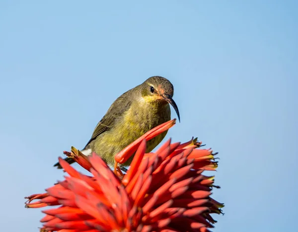Ein Weiblicher Malachit Sonnenvogel Auf Einem Winter Aloe Strauch Südafrika — Stockfoto