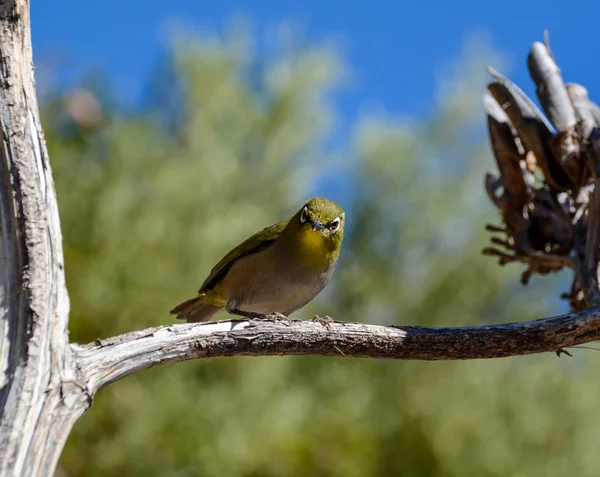 Pájaro Del Cabo Blanco Encaramado Una Rama Sur África —  Fotos de Stock