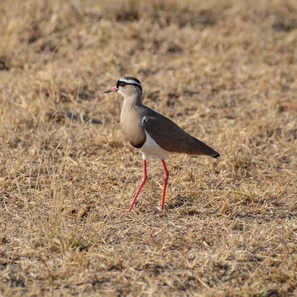 Crowned Lapwing Sabana Del Sur África —  Fotos de Stock