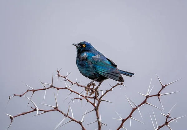 Glänsande Starling Uppflugen Ett Träd Södra Afrika — Stockfoto