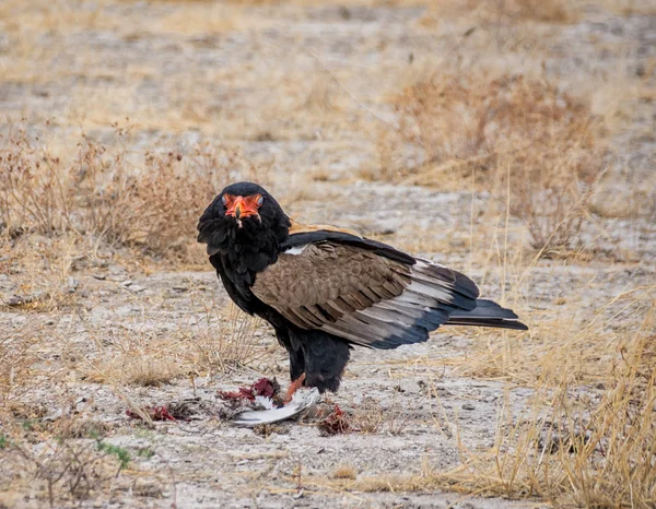 在纳米比亚大草原上捕到的一只鸟 Bateleur 鹰喂养 — 图库照片