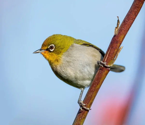 Pájaro Del Cabo Blanco Encaramado Una Planta Aloe Sur África —  Fotos de Stock