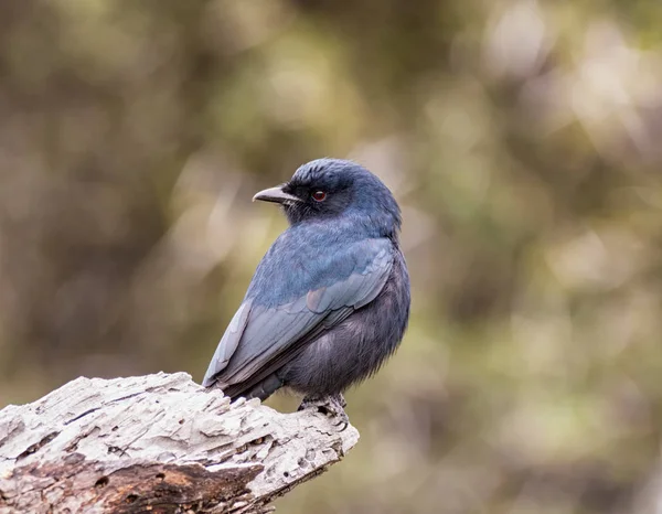 아프리카 사바나에 지점에 꼬리가 Drongo — 스톡 사진