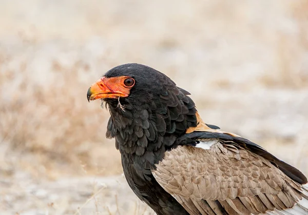 Águila Bateleur Alimentándose Pájaro Que Capturado Sabana Namibia — Foto de Stock