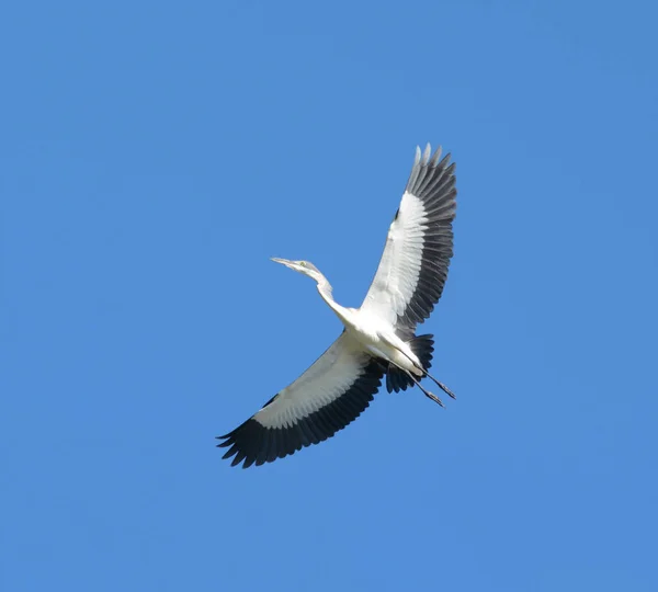 Black Headed Heron Flioght Overhead — Stock Photo, Image