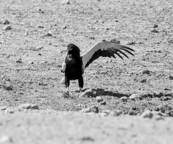 Aigle Bateleur Dans Savane Namibienne — Photo