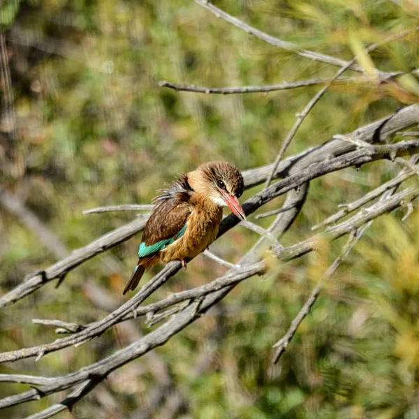 브라운 Kingfisher 아프리카에서 나무에 — 스톡 사진