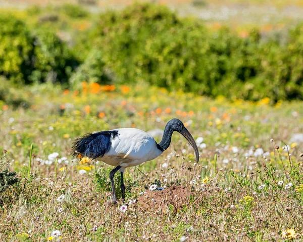 African Sacred Ibis Foraging Spring Flowers Southern Africa — Stock Photo, Image