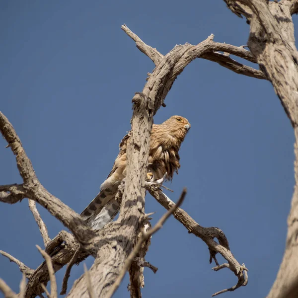 Een Grotere Torenvalk Zat Een Dode Boom Namibische Woestijn — Stockfoto