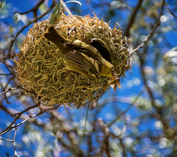 Cape Weaver Gniazda Afryce Południowej — Zdjęcie stockowe