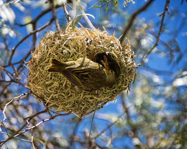 Cape Weaver Nest Southern Africa — Stock Photo, Image