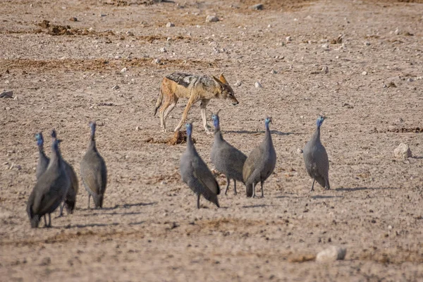 Chacal Respaldado Por Negros Aves Guineafowl Namibia — Foto de Stock