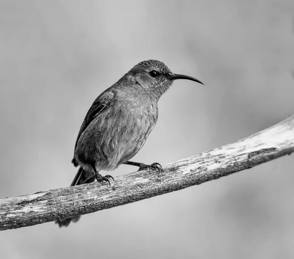 Female Sunbird Perched Dead Tree Southern Africa — Stock Photo, Image