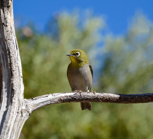 Pájaro Del Cabo Blanco Encaramado Una Rama Sur África —  Fotos de Stock