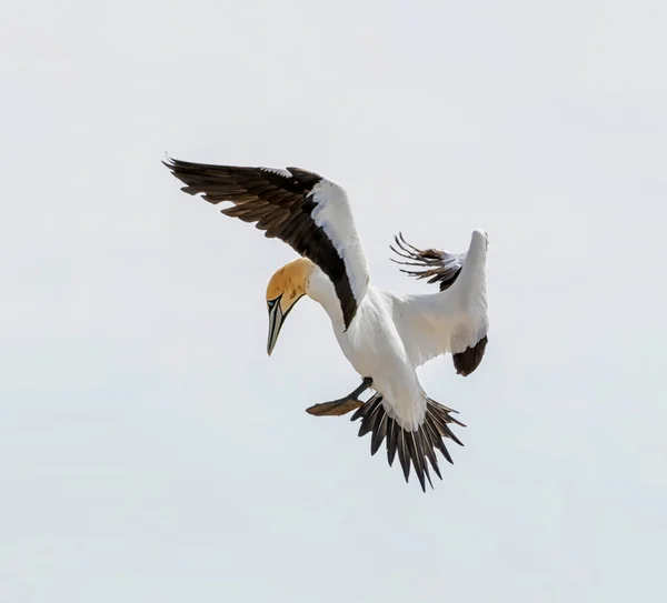 Bir Cape Gannet Güney Afrika 's kolonisinde inmeye geliyor