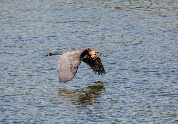 Airone Golia Volo Sul Fiume Okavango — Foto Stock