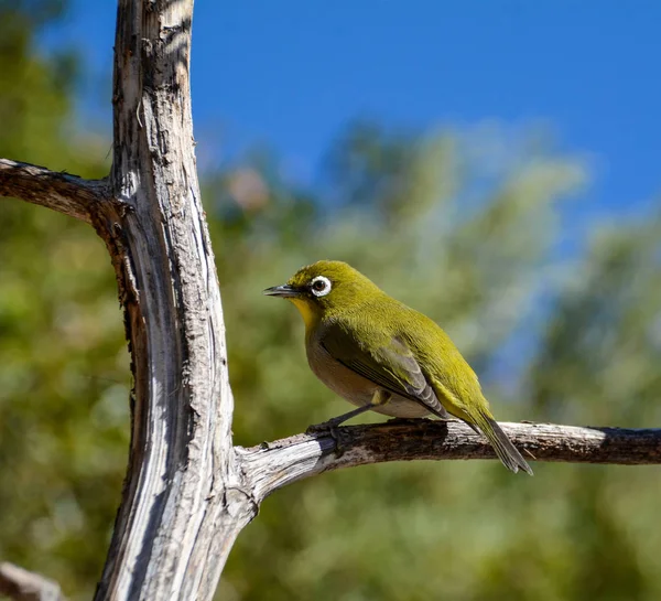 Pájaro Del Cabo Blanco Encaramado Una Rama Sur África —  Fotos de Stock