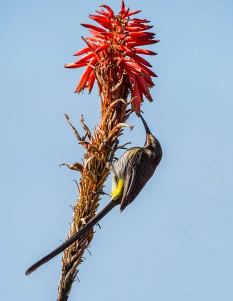 Male Cape Sugarbird Red Winter Aloe Bush — Stock Photo, Image