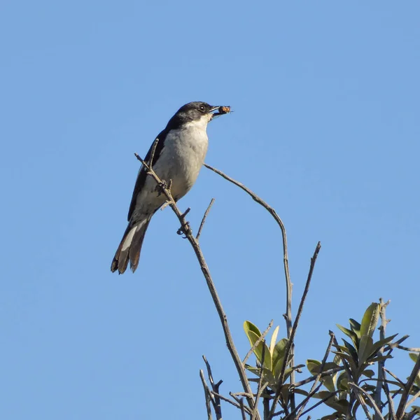 Fiskální Flycatcher Posazený Stromě Bug Který Chycen — Stock fotografie