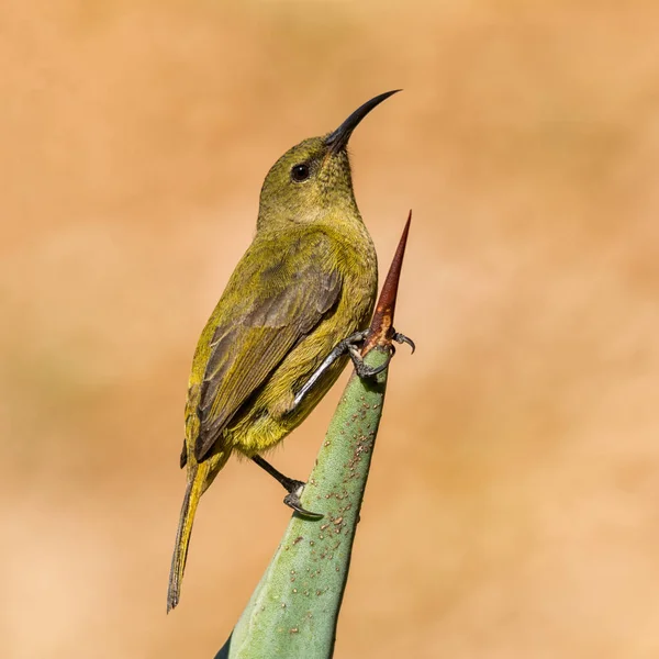 Uma Sunbird Feminina África Austral — Fotografia de Stock