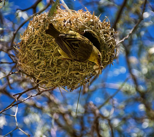 Cape Weaver Gniazda Afryce Południowej — Zdjęcie stockowe
