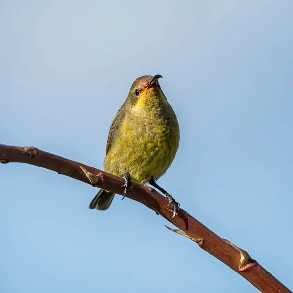 Uma Fêmea Malaquita Sunbird Inverno Aloe Arbusto África Austral — Fotografia de Stock