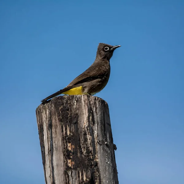 Cabo Bulbul Empoleirado Uma Filial África Austral — Fotografia de Stock