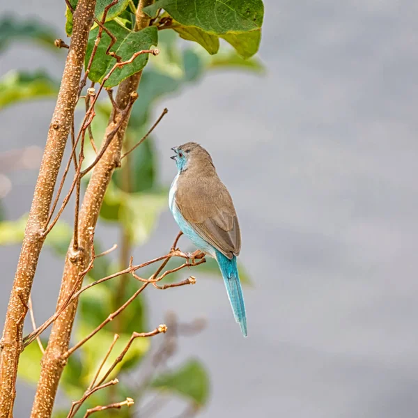 Billet Cire Bleu Sur Une Rive Savane Namibienne — Photo