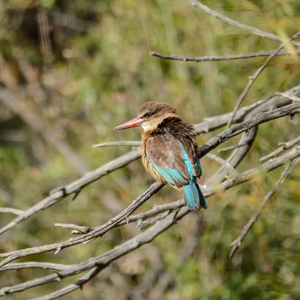 Kahverengi başlıklı Kingfisher bir göçmen değildir ve her ne kadar bir bushveld kuş, yapraklı Güney Afrika şehirler banliyölerinde ikamet 's. Çiftleri birbirine yapışıyor ve aynı bölge birkaç yıldır tutabilir.