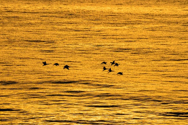 Ein Schwarm Vögel Schimmert Sonnenaufgang Gegen Das Meer — Stockfoto