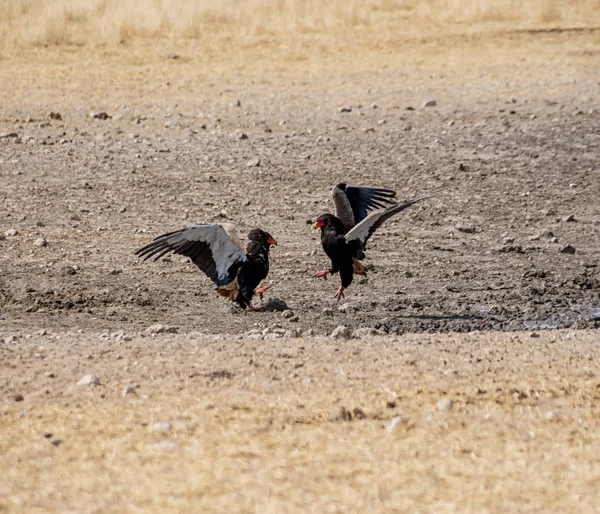 Par Águilas Bateleur Peleando Namibia Savanna — Foto de Stock