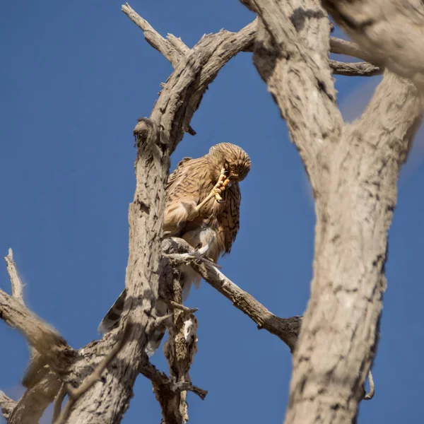 Greater Kestrel Perched Dead Tree Namibian Desert — Stock Photo, Image