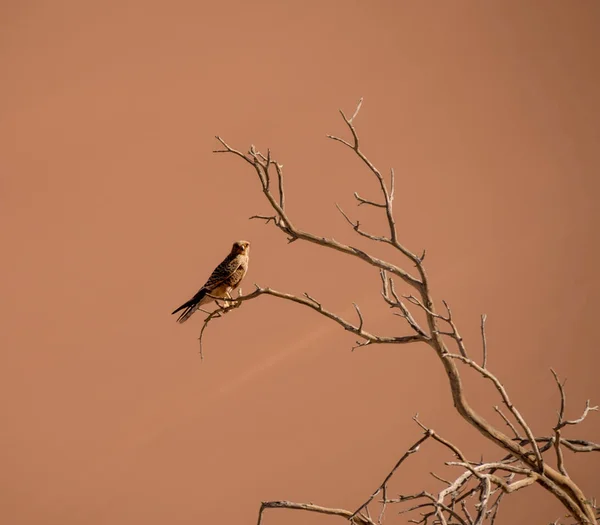 Greater Kestrel Perched Dead Tree Namibian Desert — Stock Photo, Image