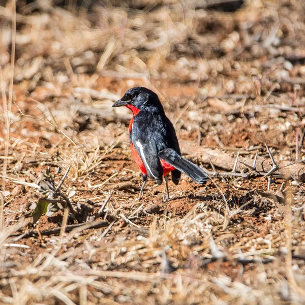 Une Pie Grièche Poitrine Cramoisie Sol Dans Savane Afrique Australe — Photo