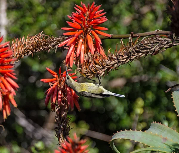 Самка Малахитов Sunbird Зимнем Кусте Алоэ Южной Африке — стоковое фото