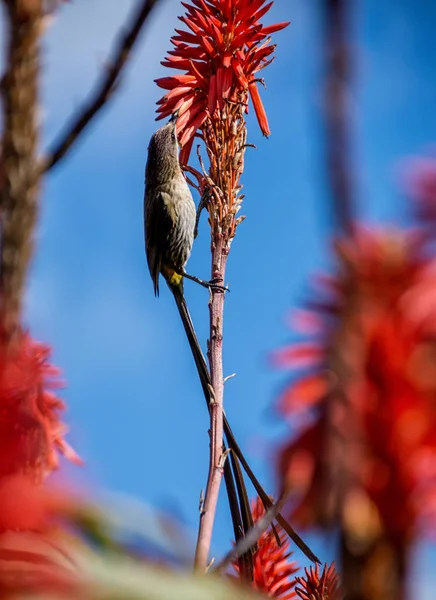 Male Cape Sugarbird Red Winter Aloe Bush — Stock Photo, Image