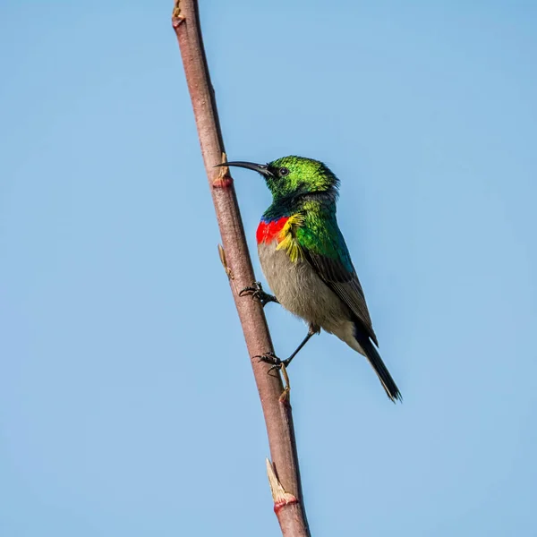 Мужчина Двойным Воротничком Солнечная Птица Полном Оперении — стоковое фото