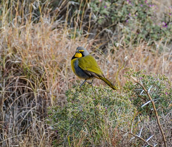 Pájaro Bokmakierie Posado Arbusto Sur África —  Fotos de Stock