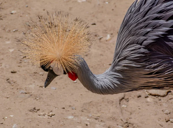 Una Grulla Coronada Gris Que Hay Unos 000 Sur África — Foto de Stock