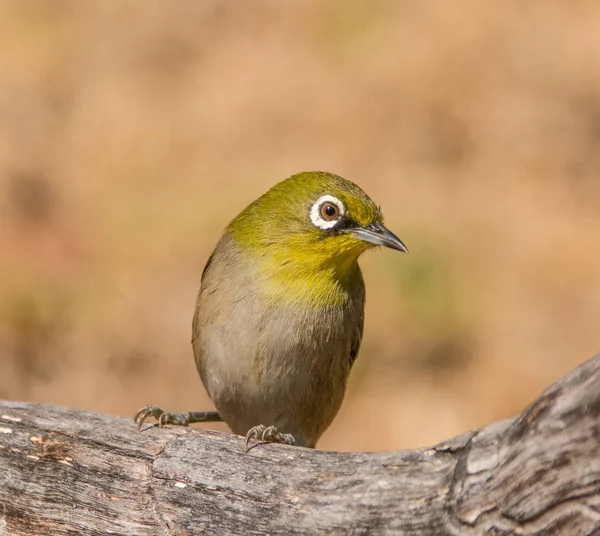 Cape White Eye Bird Branch South África — Fotografia de Stock