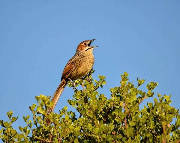 Cape Grassbird Wznosi Się Buszu Południowej Afrykańskiej Sawanny — Zdjęcie stockowe