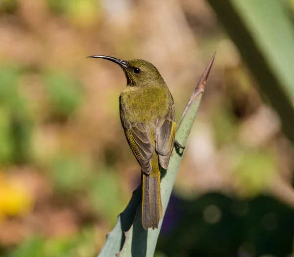 Kobiece Sunbird Wznosi Się Aloe Bush Afryce Południowej — Zdjęcie stockowe