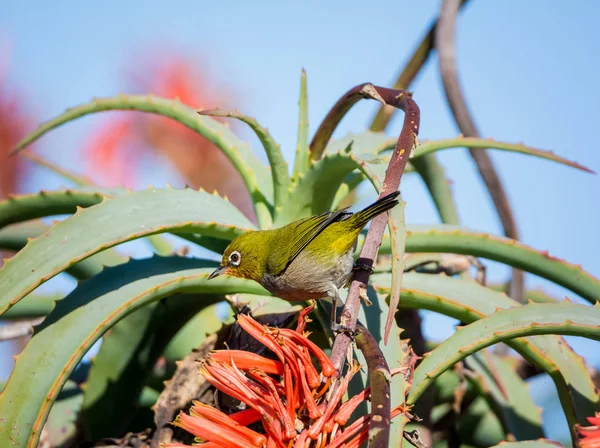 Ein Cape White Eye Vogel Thront Auf Einer Aloe Pflanze — Stockfoto