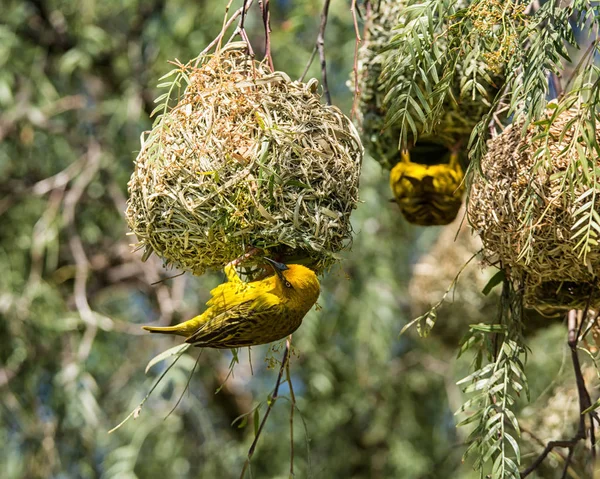 Cape Weavers Nests Southern Africa — Stock Photo, Image